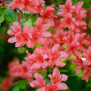 Azalea Flame Creeper